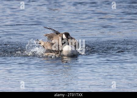 Canada goose performing its preening ritual with wing and body stretches, The Norfolk Broads, East Anglia, UK Stock Photo