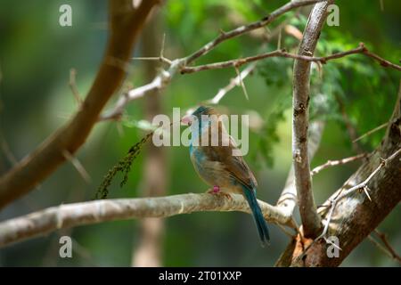 The Blue-capped Cordon Bleu (Uraeginthus cyanocephalus) is an African finch, displaying vibrant blue plumage, found in the savannas of Sub-Saharan Afr Stock Photo