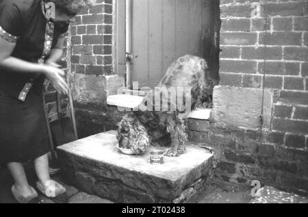 1960s, historical, a woman in her slippers watching her pet dog eating a bowl of food, from a tin of Lassie dog food, on the back doorstep, England, UK. Pedigree Lassie dog food was a new dog food brand introduced by American owned confectionery company Mars in this era. Stock Photo