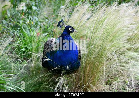 blue peacock in the tall grass Stock Photo