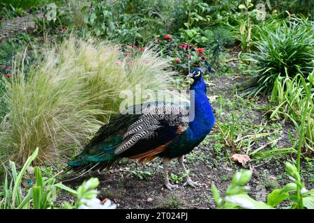 blue peacock in the tall grass Stock Photo