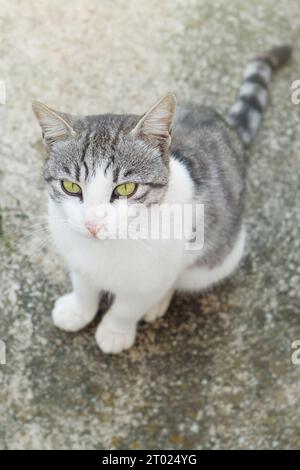 Domestic white and gray cat looking at camera Stock Photo