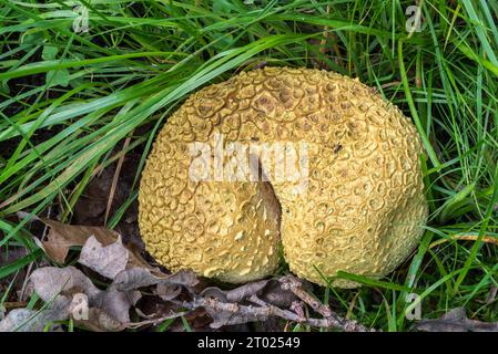 Common earthball / pigskin poison puffball / common earth ball (Scleroderma citrinum / Scleroderma aurantium) in the grass in autumn forest Stock Photo