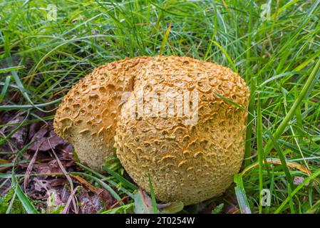 Common earthball / pigskin poison puffball / common earth ball (Scleroderma citrinum / Scleroderma aurantium) in the grass in autumn forest Stock Photo