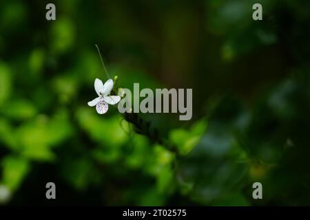 White Flower on a green background in a rainy day, Rule of third Stock Photo