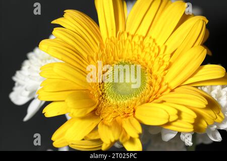 Large yellow gerbera flower on black background Stock Photo