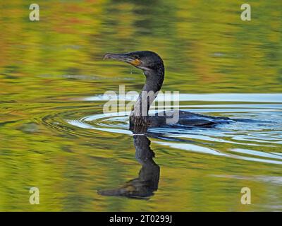 Great Cormorant (Phalacrocorax carbo) fishing in inland waterway with golden green rippled reflections England UK Stock Photo