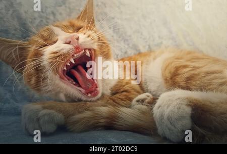 Close up portrait of sleepy orange cat yawning. Ginger kitten takes a nap indoors on the cozy sofa, sitting comfy Stock Photo