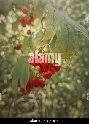 Fresh ripe viburnum berries growing on the bush in the forest. Closeup red wildberries, Guelder rose autumn season fruits in the wild Stock Photo