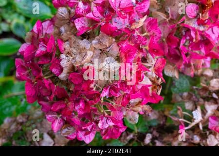 Hydrangea flower heads in autumn Stock Photo