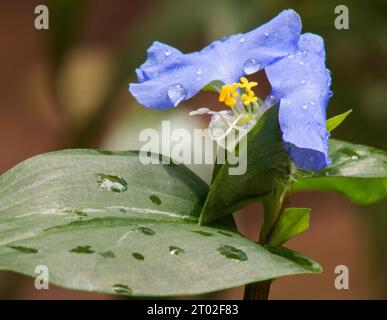 Asiatic dayflower Commelina communis flower plant on a natural background Stock Photo