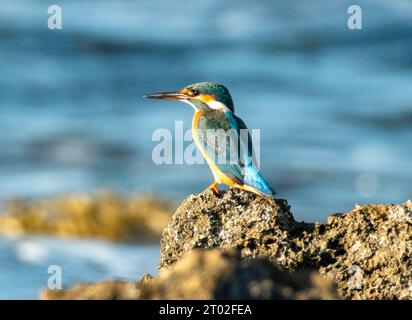 Female Kingfisher, (Alcedo Atthis) fishing on rocky coastline near Paphos, Cyprus Stock Photo