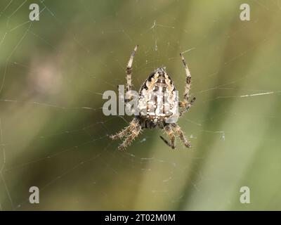 Araneus diadematus is commonly called the European garden spider, cross orbweaver, diadem spider, orangie, cross spider, and crowned orb weaver. Stock Photo