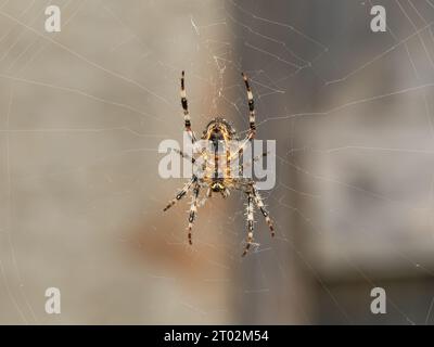 Araneus diadematus is commonly called the European garden spider, cross orbweaver, diadem spider, orangie, cross spider, and crowned orb weaver. Stock Photo