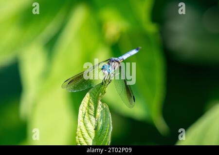 Une libellule se repose sur une feuille Stock Photo