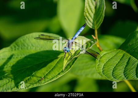 Une libellule se repose sur une feuille Stock Photo