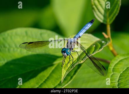 Une libellule se repose sur une feuille Stock Photo