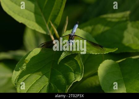 Une libellule se repose sur une feuille Stock Photo