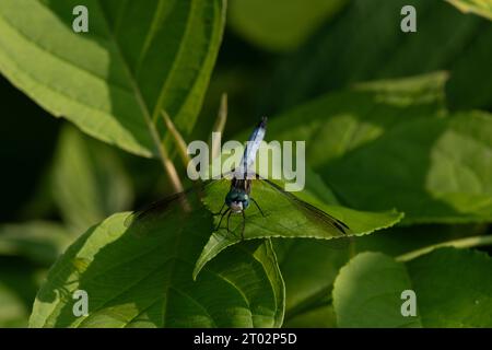 Une libellule se repose sur une feuille Stock Photo