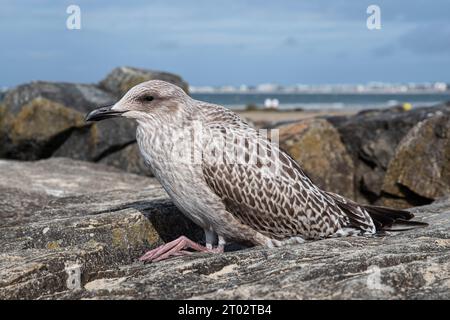 A seagull resting on rocks on a beach in Brittany, France Stock Photo