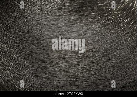 Hair of a short-haired dog. Dog fur as background close-up macro photo. Stock Photo