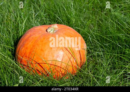 Ripe pumpkin on grass background. Fall concept with pumpkin. A round plump vibrant orange color organic pumpkin. Stock Photo