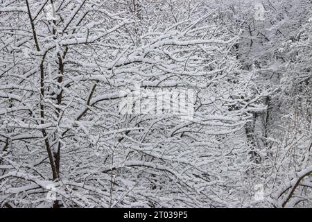 Tree branches covered in snow in the park Stock Photo