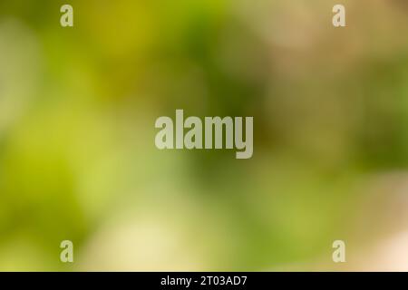 Blurred colored abstract background. Smooth transitions of  colors from dark to light green, beige and kight brown. Colorful gradient. Stock Photo