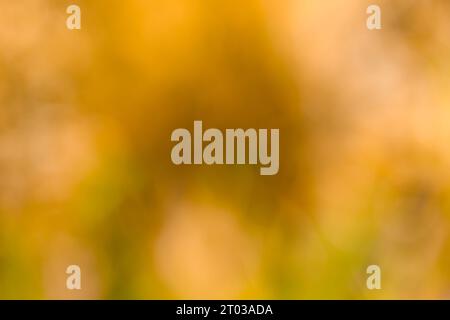 Blurred colored abstract background. Smooth transitions of  colors from light green to  beige, orange and light brown. Colorful gradient. Stock Photo