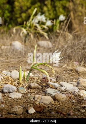 Sand lilies. Selective focus on sand lilies, an endemic plant found on the Datca peninsula. Stock Photo
