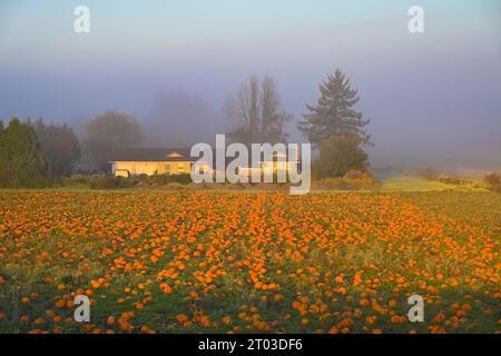 Fall attraction, Laity Pumpkin patch, Maple Ridge, British Columbia, Canada Stock Photo