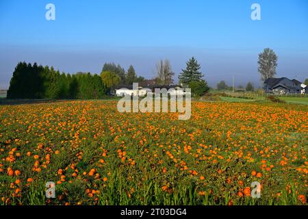 Laity Pumpkin Patch, Maple Ridge, British Columbia, Canada Stock Photo