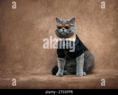 Fat cat in a leather jacket and sunglasses. British cat in clothes on a beige background. Brutal cat portrait. Copy space. Stock Photo
