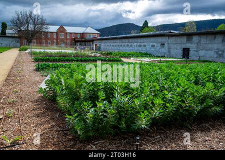 The well-ordered walled kitchen garden at Agrarian Kitchen, in the grounds of the former historic old mental asylum at New Norfolk in the Derwent Valley, Tasmania Stock Photo