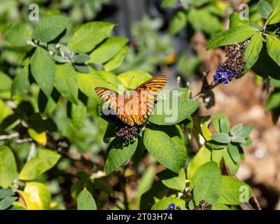Gulf fritillary butterfly, Agraulis vanillae (Linnaeus), an orange butterfly with black markings. Stock Photo