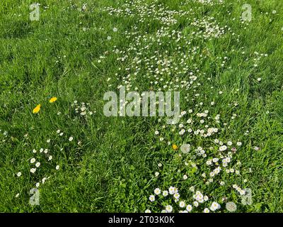Beautiful white daisy flowers, dandelions and green grass growing in meadow Stock Photo