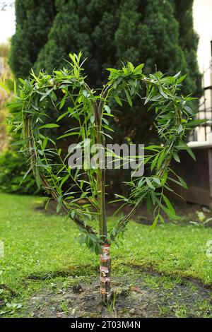 Willow tree in shape of heart growing outdoors. Gardening and landscaping Stock Photo