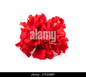 red peony flower isolated on white background. Stock Photo
