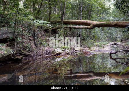 Bola creek in the Royal National Park, Sydney Australia Stock Photo