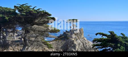 The iconic Lone Cypress tree (Cupressus macrocarpa) along the famous 17 Mile Drive, Pebble Beach CA Stock Photo