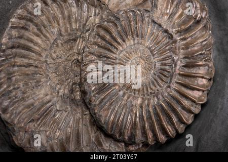 Ammonite (Schlotheimiidae) fossil found in the Bristol Channel, UK dating about 200 million years ago, from the Hettangian age of the Early Jurassic. Ammonites are extinct marine animals which lived between 380 and 65 million years ago. They are distantly related to the modern-day nautilus. They lived in coastal waters and inland seas. The animal lived in the last chamber of its coiled shell. Collection Jean-Philippe et Francois-Xavier Blouet, paleontologists. Stock Photo