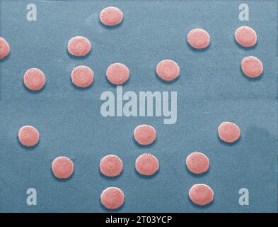 Braille. Coloured scanning electron micrograph (SEM) of braille from a drug packet. The braille writing and reading system was devised by the French teacher Louis Braille (1809-1852), who himself was blinded at the age of three. It is a universally accepted system that enables blind people to have access to written language. It consists of a sequence of cells, each of which contains a pattern of raised dots that can be sensed by touch through the fingers. Different patterns of dots represent letters, numbers, punctuation marks and several short words. Magnification x 6 at 10cm wide. Stock Photo