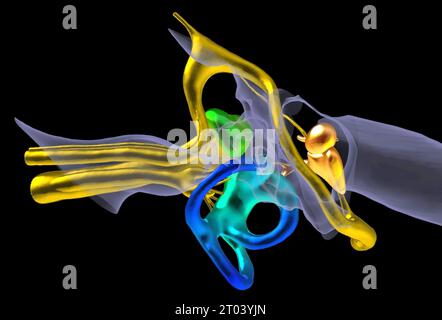 Coloured 3D composite computed tomography (CT) and magnetic resonance imaging (MRI) scans highlighting the anatomy of the middle and inner ear. Stock Photo