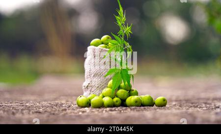 Neem fruit with neem sticks and neem leaf isolated on white background. Neem is an excellent moisturizing and contains various compounds that have ins Stock Photo