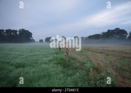 Landscape, barbed wire, fence post, meadow, fog, morning, sky, Germany, morning mood with fog in a meadow Stock Photo
