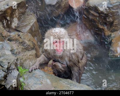 A snow monkey, Japan macaque, japanese macaque (Macaca fuscata), climbs out of a hot spring with its young during a snowstorm. Nagano, Japan Stock Photo