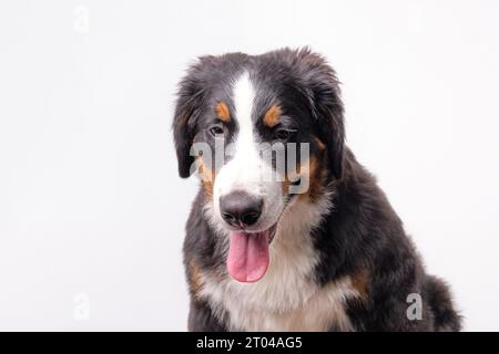 Portrait of a Bernese mountain dog puppy 5 months on a white background, isolate Stock Photo
