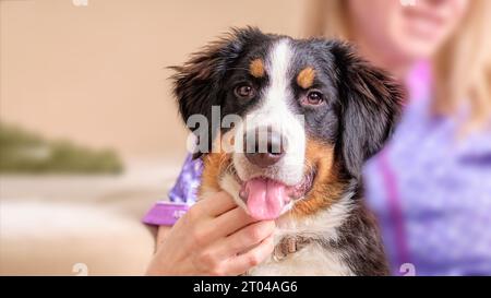 Portrait of a Bernese mountain dog puppy in close-up. The age of the dog is 5 months Stock Photo