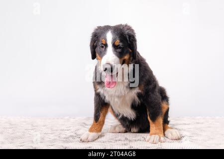 Bernese mountain dog puppy 5 months on a rubber mat, isolated on a white background Stock Photo