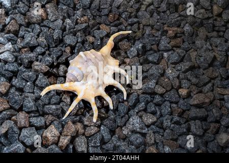 Scorpion conch seashell on small pebbles at the edge of the sea Stock Photo